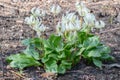 Long-leaved bladderwort Erythronium revolutum White Beauty, white flowering plant